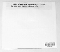Caeoma epiteum image